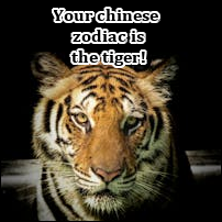 tiger